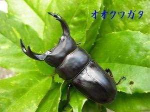 񻺥塞50ߥڥʲ