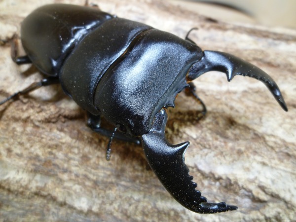 饹2ڥޥȥҥ饿90ߥڥʲ